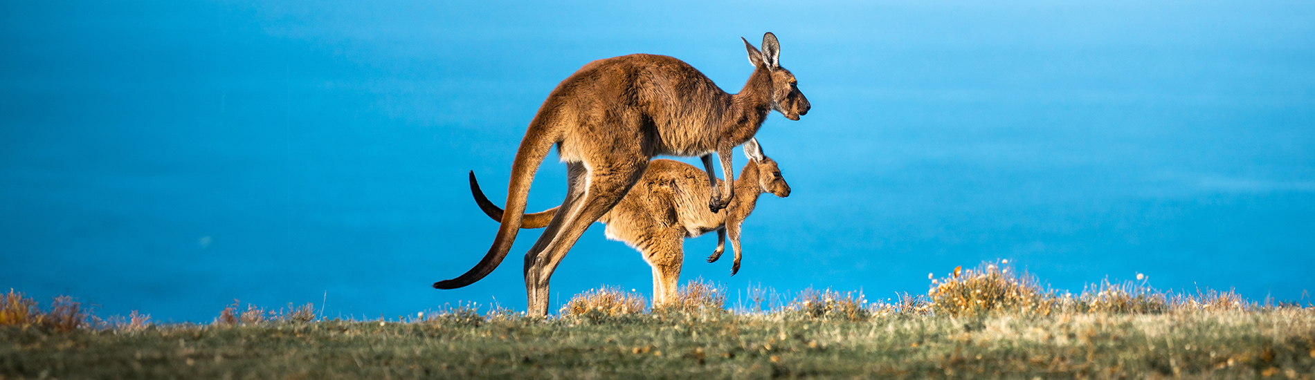 Kangaroo Island