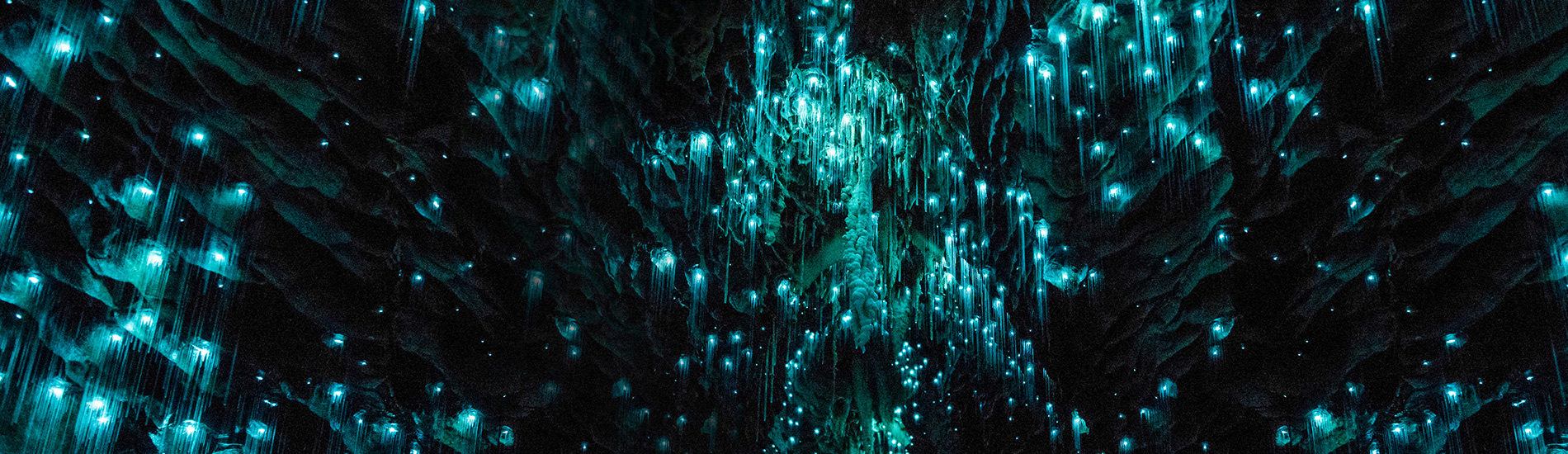 Waitomo Glow Worm Caves