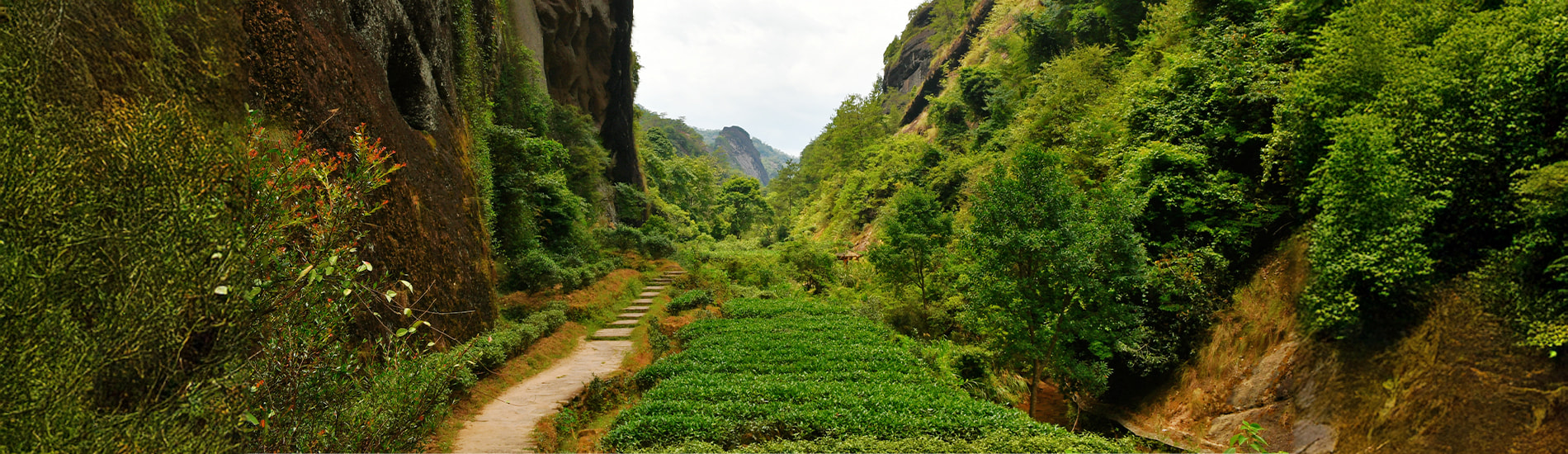 岩骨花香慢遊道