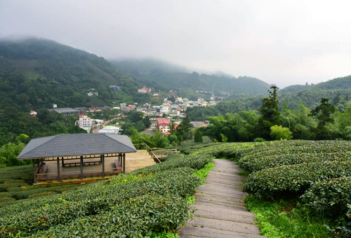 享受連綿山巒與茶園夢幻景致