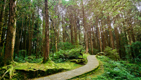 台灣西岸風情遊阿里山, 日月潭