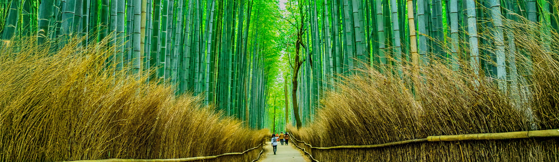 嵐山竹林