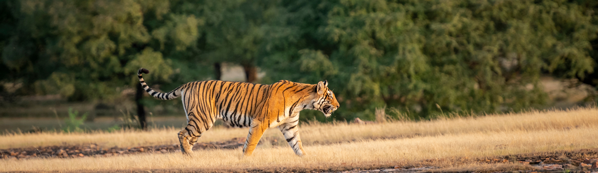 Ranthambore National Park Safaris