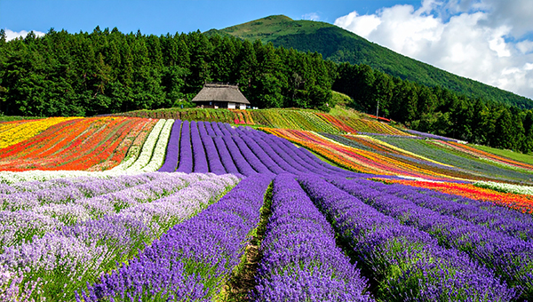 日本北海道風情遊 遊花田