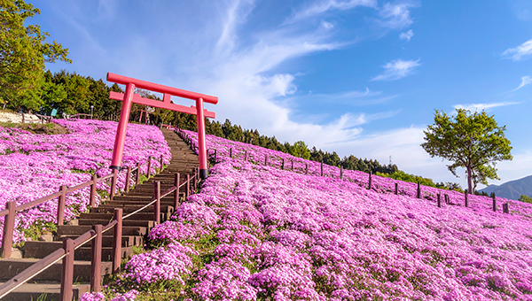 日本北海道風情遊 賞芝櫻