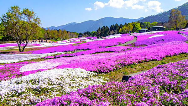 日本北海道風情遊 賞芝櫻