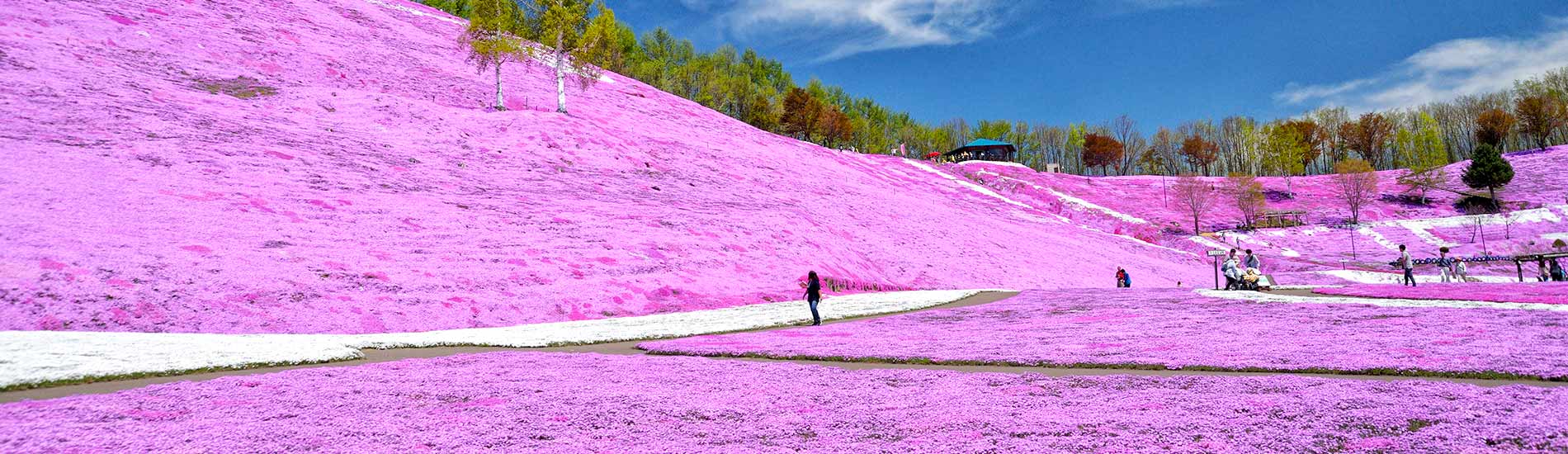 東藻琴芝櫻公園
