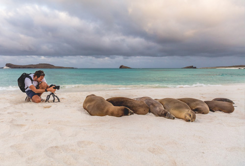 沙灘上睡很甜的海獅sea lions