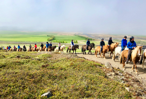 騎乘最純種的冰島馬