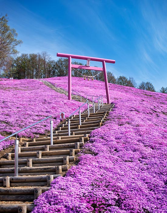 夢幻花海 — 北海道之春