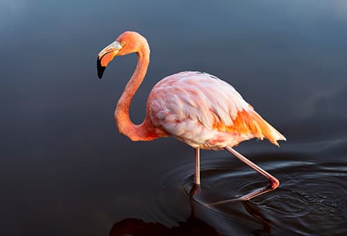 優雅火烈鳥Flamingo覓食中