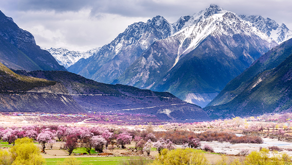 西藏林芝風情 (含聖母峰)桃花季