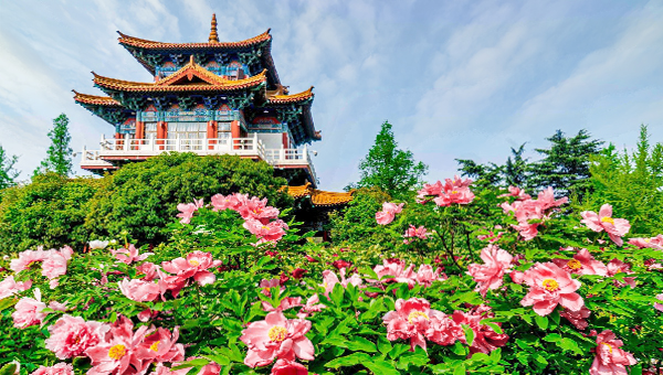 河南賞花風情遊 牡丹花季