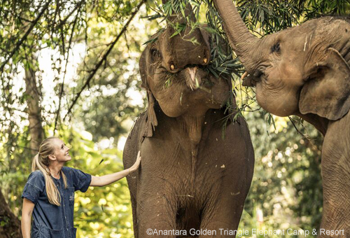 近距離互動 瞭解溫柔的巨人-大象