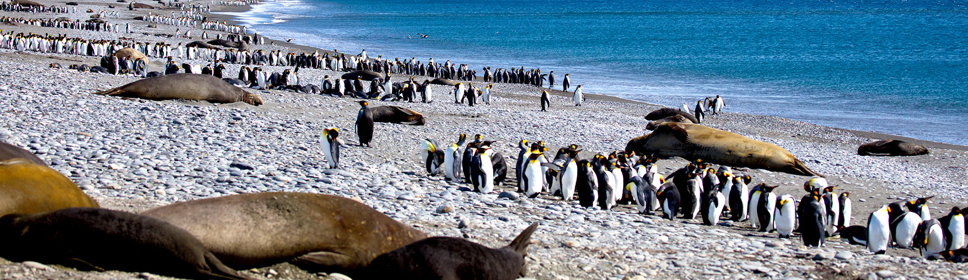 South Georgia