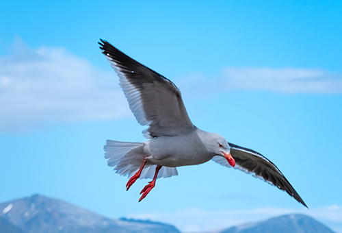 準備獵食的海鳥