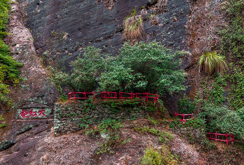 探秘深山，得見大紅袍茶魂棲居處！