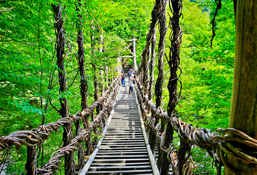 體驗步步驚心的祖谷蔓藤吊橋