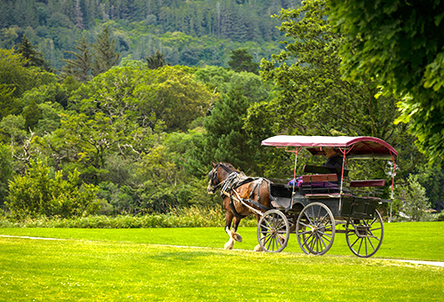 馬車悠遊自然美景